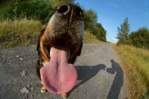 Mulige årsager til dårlig ånde hos hunde