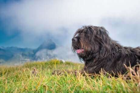 Bergamasco Shepherd er en besætningshund
