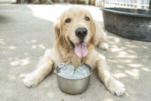 Bivirkninger ved at give hunde is - myte eller sandhed?
