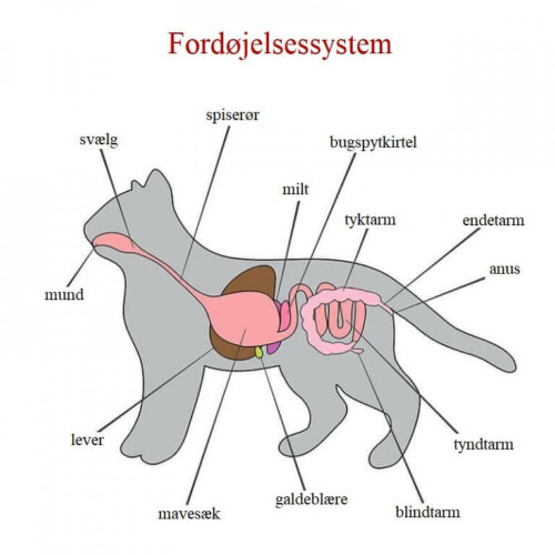 Kattes fordøjelsessystem