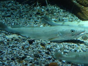 Migreringsmønstre for kulmuler: Alt, hvad du bør vide