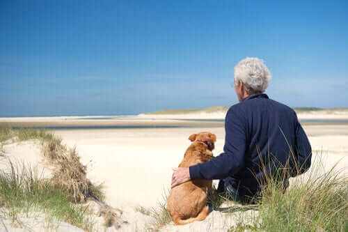 3 gængse lidelser hos ældre hunde