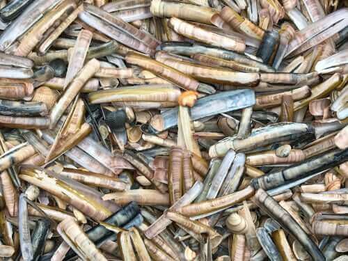 Mange knivmuslinger ligger i bunke