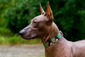 Den mexicanske hårløse hund