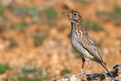 Fugl står rank og slank