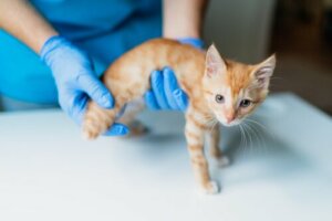Min kat er gul: Genkend tegn på leversvigt hos en kat