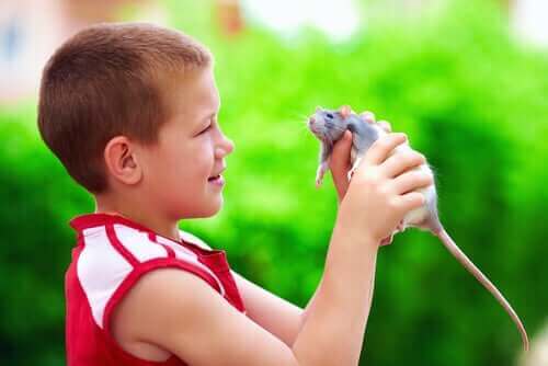 en dreng med en rotte i hænderne