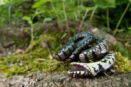 En slange, der spiller død