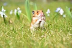 Sådan skaber du det perfekte hjem til dine små dyr