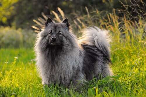 En keeshond