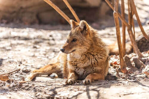 Ulv hviler sig i solen