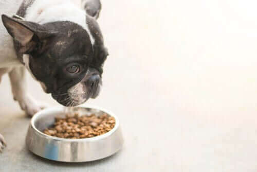 Hunde: Foderrelaterede sygdomme