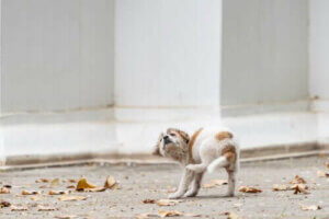 Skab hos hvalpe: Årsager og symptomer