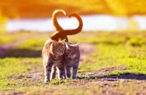 Kattes halers sprog - Forstå din kat