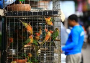 CITES traktaten og dens forbedringer