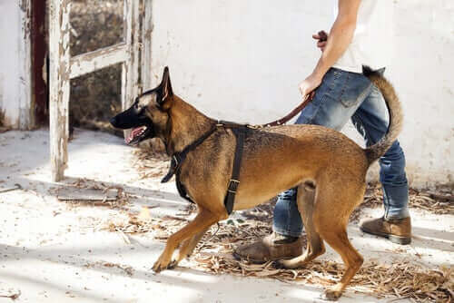 ejer, der går tur med hund