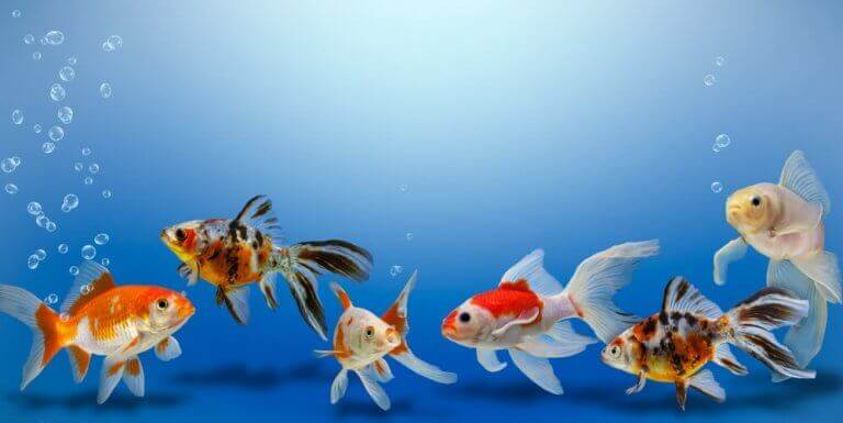 Guldfiskens overlevelse: En gruppe guldfisk
