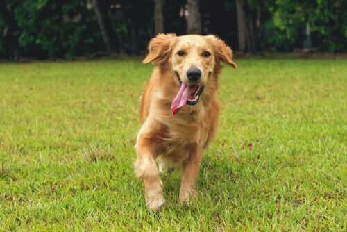 glad hund på græsplæne