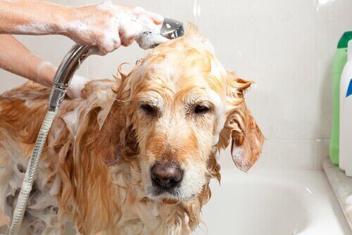 Lær at lave hjemmelavet hundeshampoo