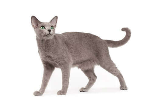 grå kat