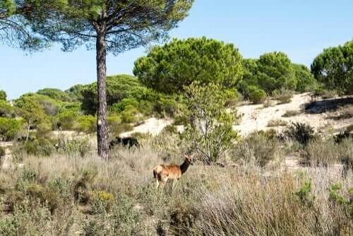 Natura 2000 netværket til at beskytte natur og vilde dyr
