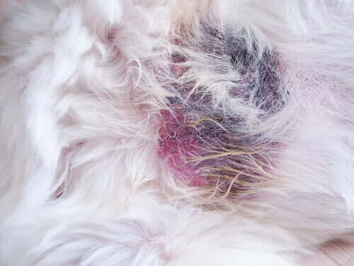 Eksempel på ringorm hos hvalpe