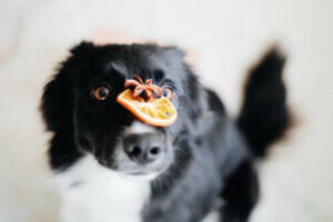 Er vitamin C til hunde essentielt?