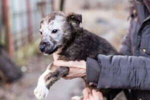Ringorm hos hvalpe: Symptomer og behandling