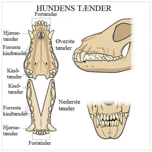Tænder er en vigtig faktor i forhold til en hunds fordøjelsessystem