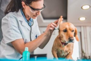 Tre symptomer på infektion hos hunde