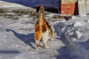 Grunde til, at kattes bagdele lugter dårligt