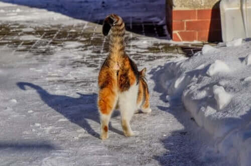 Grunde til, at kattes bagdele lugter dårligt