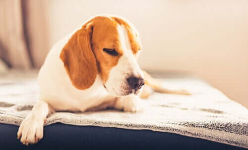 en lidt apatisk hund