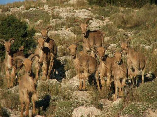 en stor flok af mankefår