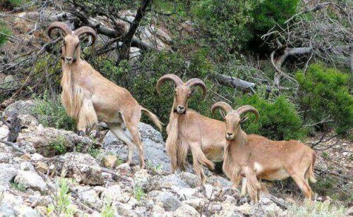 tre mankefår i flok