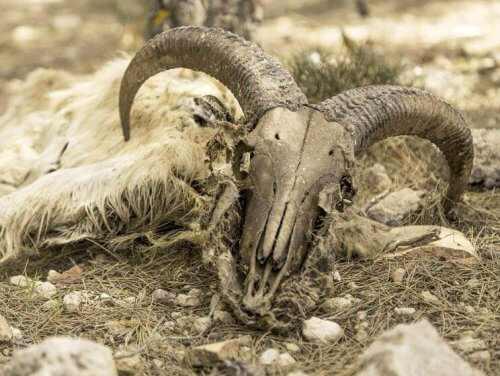 skelet efter et dødt får