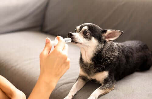 Præbiotiske præparater til hunde