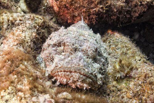 Stenfisken, en mester i camouflage