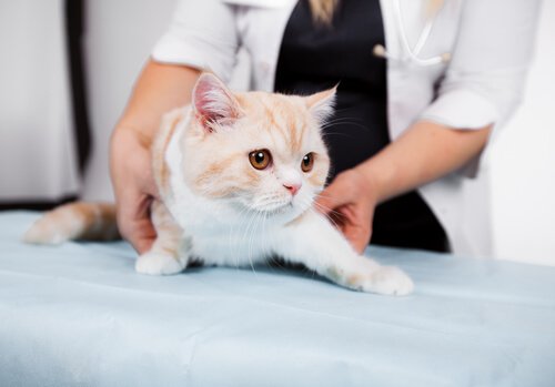 Opmærksomhed! Fejlbehandling hos dyrlægen