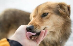 Hvad gør jeg, hvis mit barn er bange for hunde?