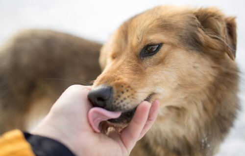 Hvad gør jeg, hvis mit barn er bange for hunde?