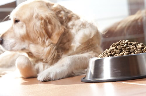 Hvor meget bør en hund spise?