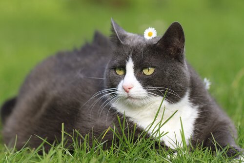 Sådan kan du passe på kattens form