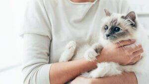 Hvordan kan du få en kat til at elske dig?