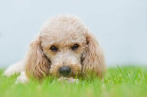 De små hunderacer vil overtage verden