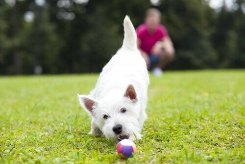 Tips til at lege med en hund
