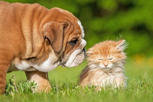 Underlig adfærd: 7 underlige ting, hunde og katte gør