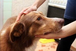 Hvad skal du gøre, hvis din hund får et anfald?