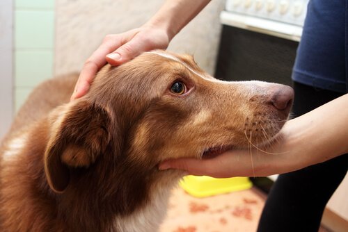Hvad skal du gøre, hvis din hund får et anfald? - My Animals