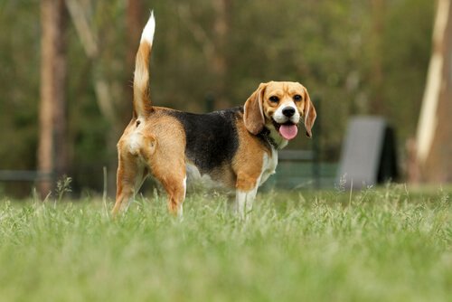hund med halen lige i vejret